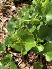 Muehlenbeckia adpressa