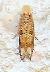 Epiblema abruptana