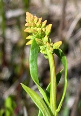 Stackhousia viminea