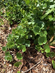 Muehlenbeckia adpressa