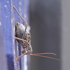 Acanthoplus discoidalis