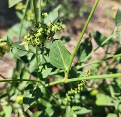 Mirabilis nyctaginea