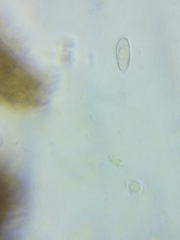 Pseudolaccaria pachyphylla