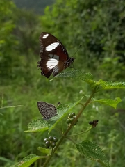 Hypolimnas misippus