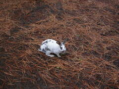 Oryctolagus cuniculus domesticus