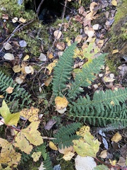 Dryopteris fragrans