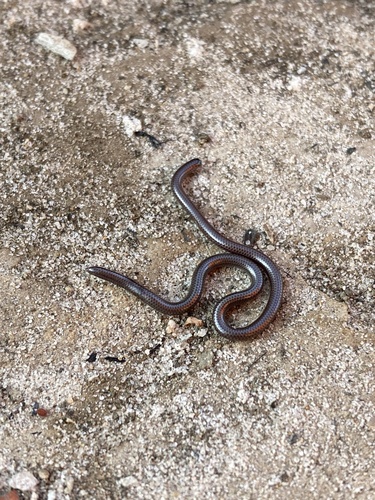 Leptotyphlops