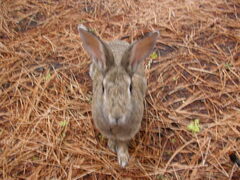 Oryctolagus cuniculus domesticus