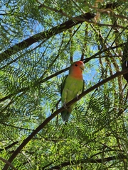 Agapornis roseicollis