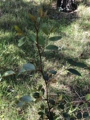 Breynia oblongifolia