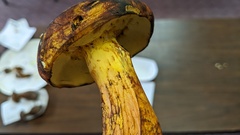 Lanmaoa pseudosensibilis