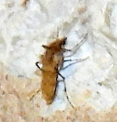 Chaoborus punctipennis