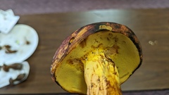 Lanmaoa pseudosensibilis