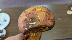 Lanmaoa pseudosensibilis
