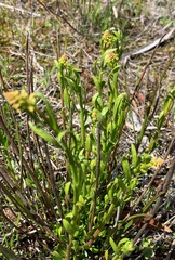 Stackhousia viminea