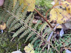 Dryopteris fragrans