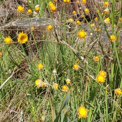 Leucochrysum albicans albicans
