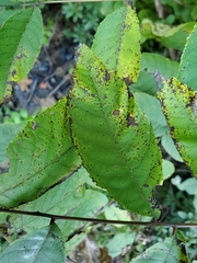 Ophiognomonia leptostyla