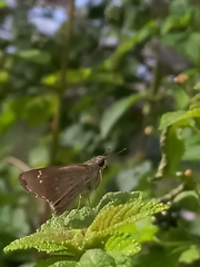 Borbo cinnara