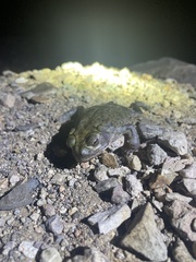 Incilius alvarius
