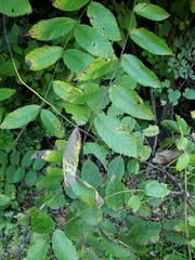 Ophiognomonia leptostyla