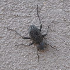 Somaticus