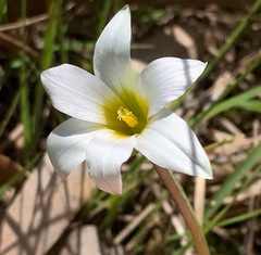 Romulea flava