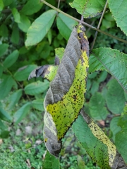 Ophiognomonia leptostyla