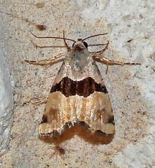 Cobubatha lixiva