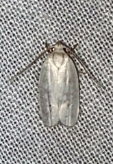 Antaeotricha albulella