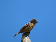 Sporophila minuta