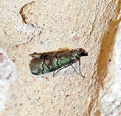 Cacotherapia flexilinealis