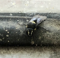 Hylaeus nubilosus