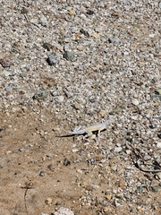 Callisaurus draconoides