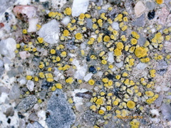 Xanthocarpia feracissima