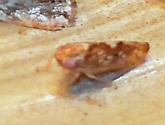 Athysanini