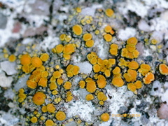 Xanthocarpia feracissima