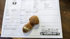 Cystoderma
