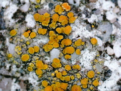 Xanthocarpia feracissima