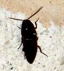 Diplostethus