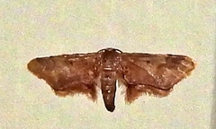 Idaea furciferata