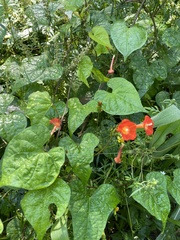 Ipomoea coccinea