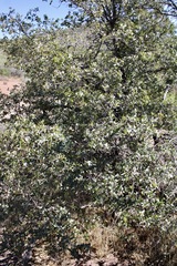 Andricus crystallinus