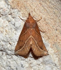 Phyprosopus callitrichoides