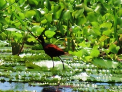 Jacana spinosa