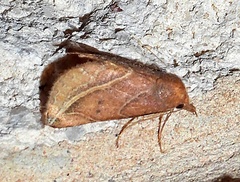 Phyprosopus callitrichoides