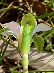 Romulea flava