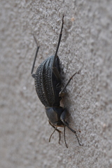 Somaticus