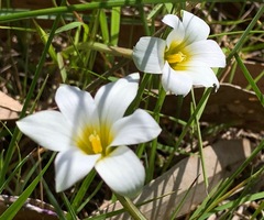 Romulea flava