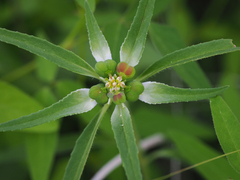 Euphorbia davidii